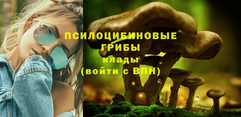 Псилоцибиновые грибы Psilocybe  Вельск 